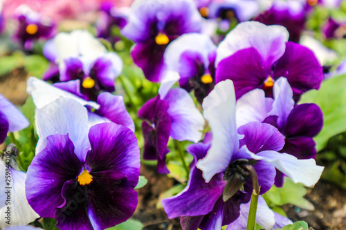 Beautiful big colorful purple and white pansy flowers in the garden closeup