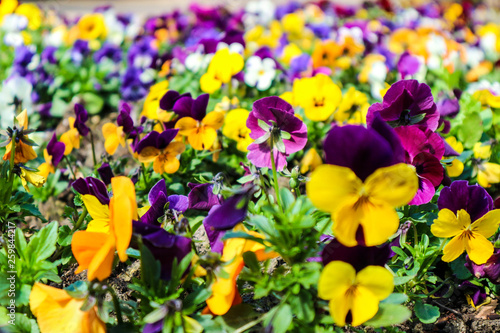 Beautiful colorful yellow and purple pansies flowers in the spring garden