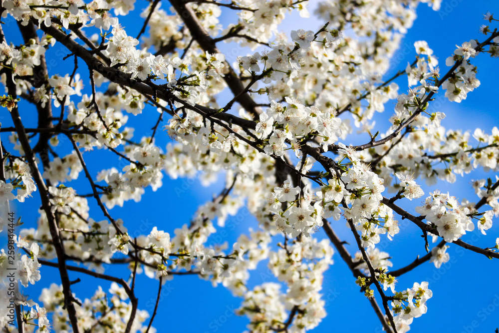 Closeup white cherry tree blossom against a blue sky