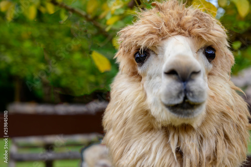 .Alpaca in Suanpung farm during sunny day, Thailand.