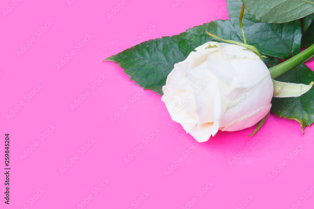 White rose on the pink background