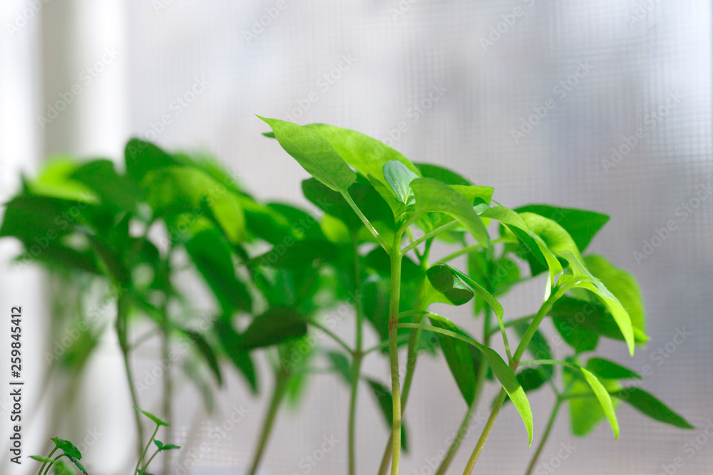 Naklejka premium Little plants, seedlings