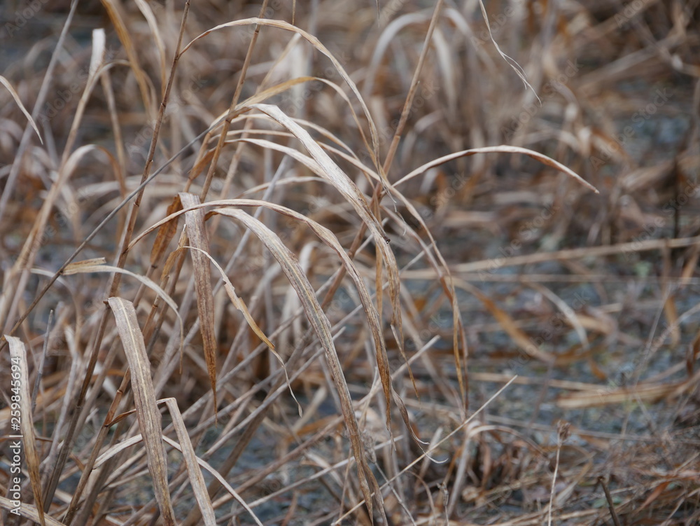 dry grass dry grass