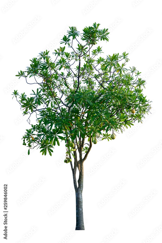 .Tree isolated on white background, with clipping paths. .Tree isolated on white background, with clipping paths.