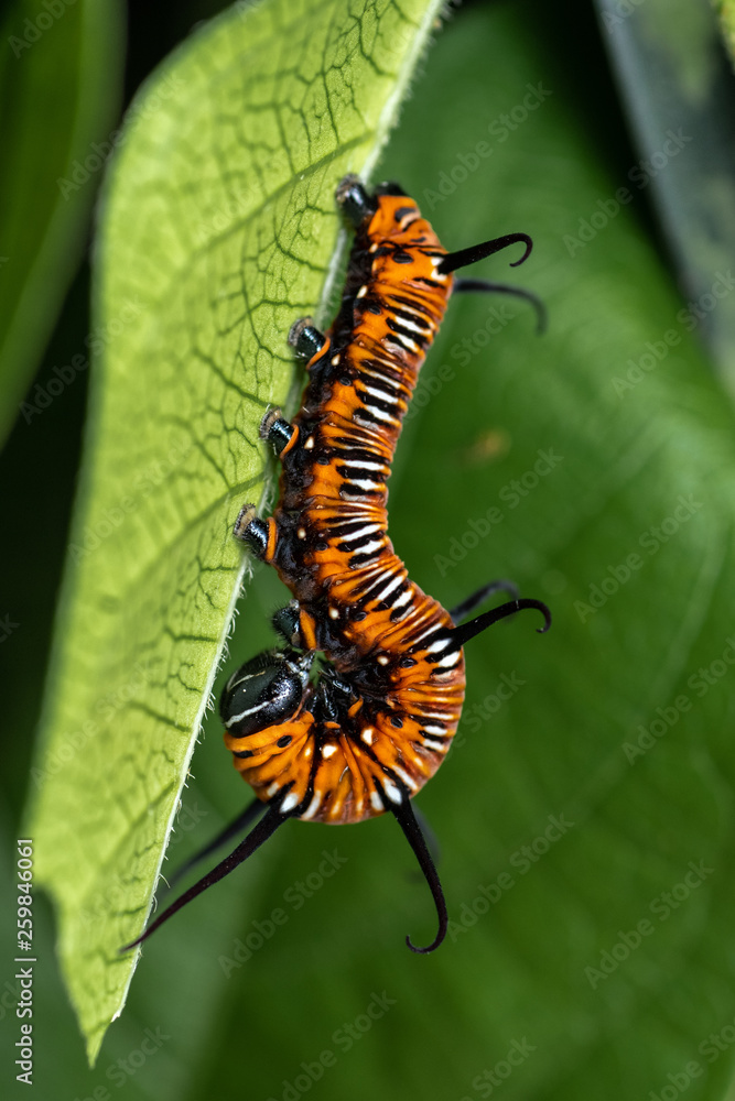 Colourful common crow butterfly caterpillar on leaf Colourful common crow butterfly caterpillar on leaf