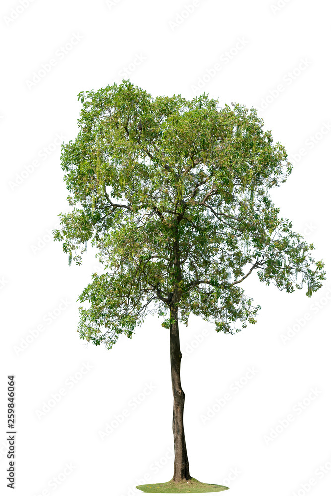 Obraz premium Tree isolated on white background.
