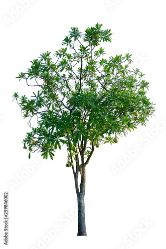 .Tree isolated on white background  with clipping paths.