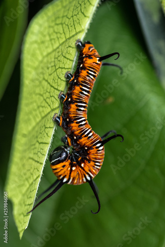 Colourful common crow butterfly caterpillar on leaf