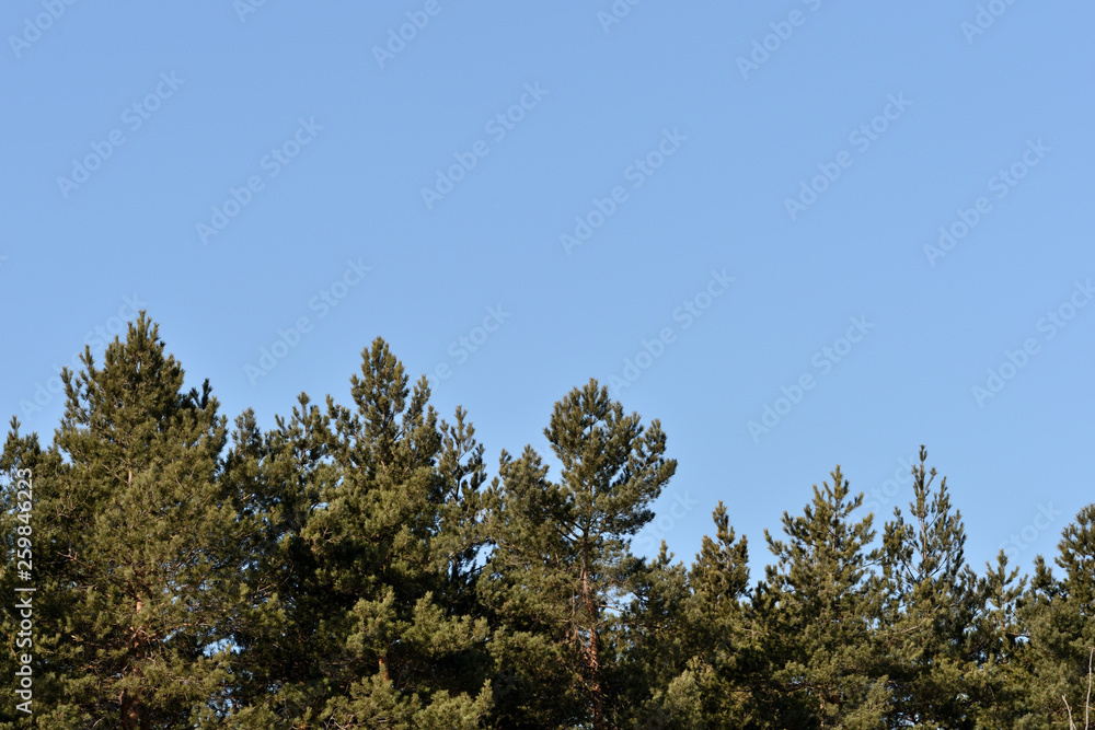 Crones of pines against the blue sky. Spring background Crones of pines against the blue sky. Spring background