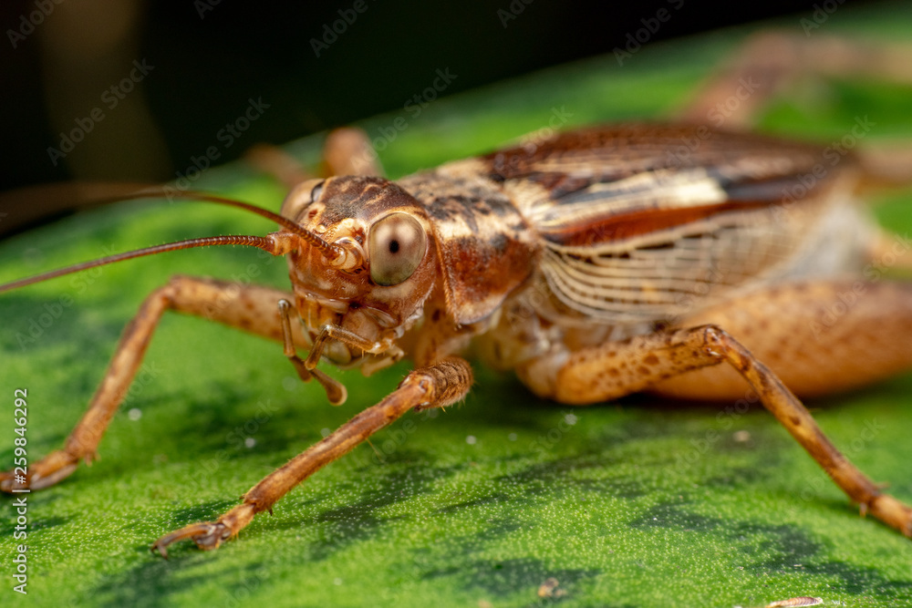 Naklejka premium True cricket adult, Cardiodactylus novaeguineae, in tropical rainforest