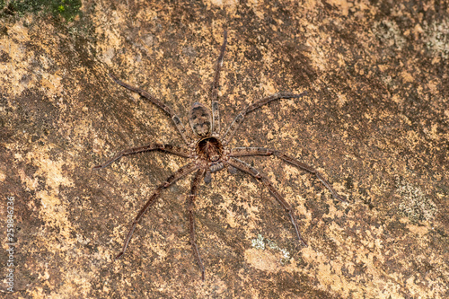 Macro of large Australian huntsman spider  spassaridae  in tropical rainforest