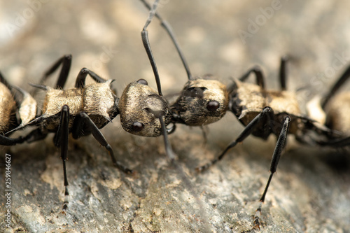 Polyrachis sp. spiny ants fighting © peter