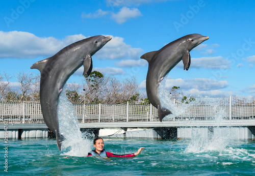Jumping dolphins. Woman swimming with dolphins in blue water.