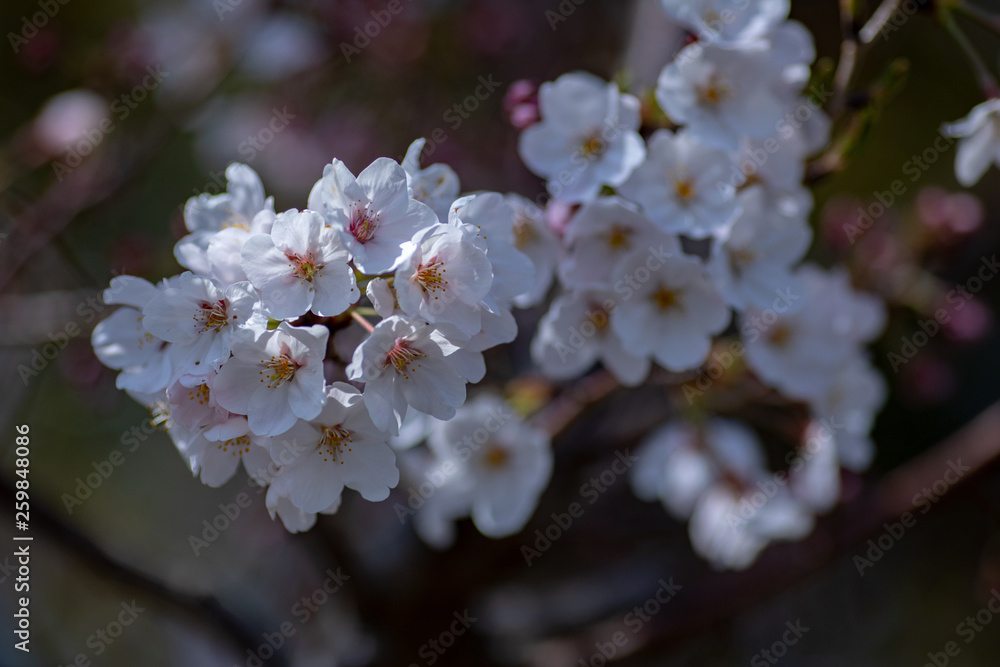 Fototapeta premium 桜