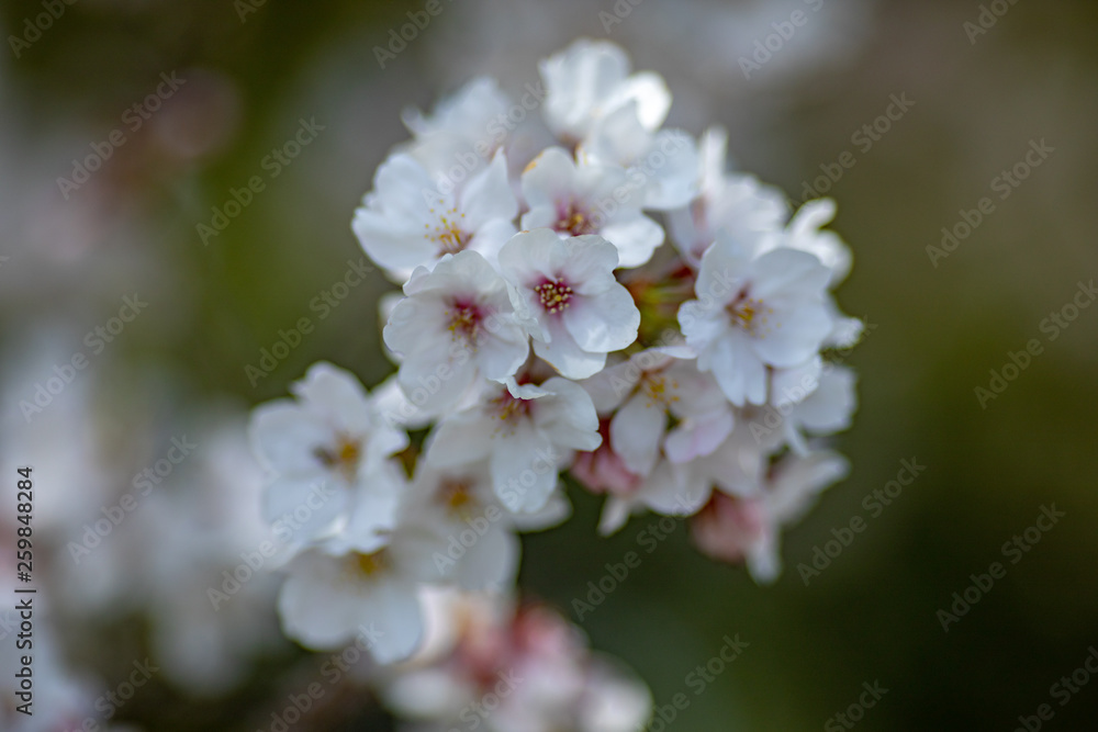 桜