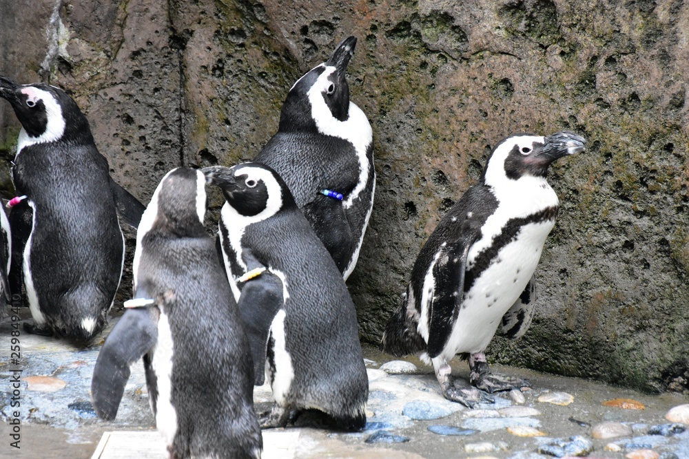 Fototapeta premium アフリカ ペンギン African penguins at Vancouver Aquarium