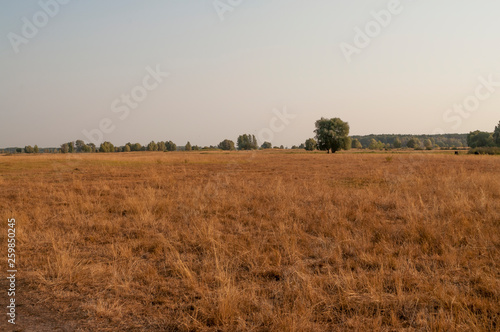Gold field with trees and cows far away. Autumn landscape 