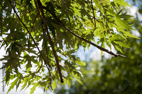 Green maple tree branch in summer yard 