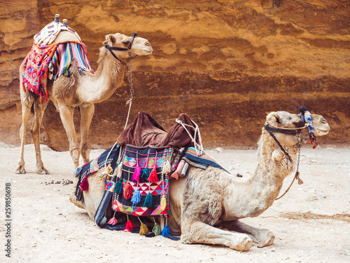Two beautiful camels on the background of the rock. Close-up. Concept of leisure and travel