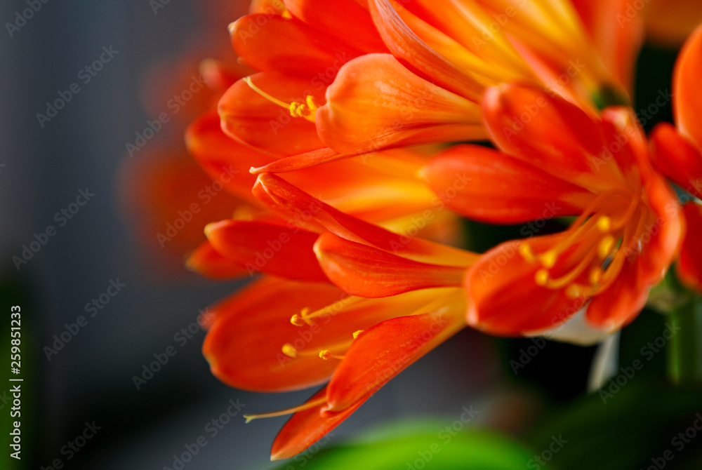 Beautiful clivia blooming with a lot of small orange flowers on a window