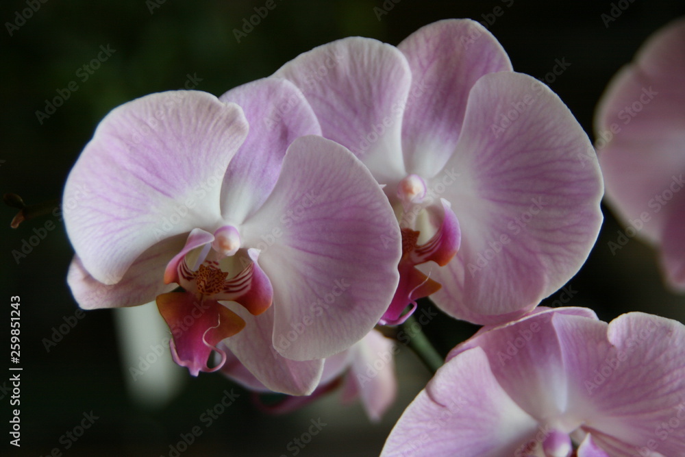 Obraz premium Orchidee