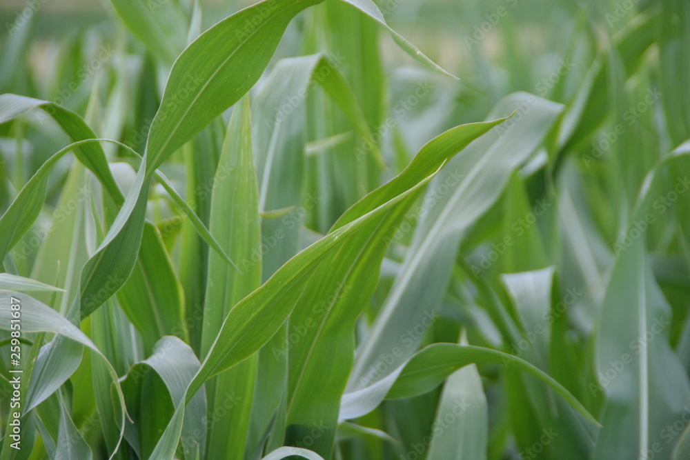 Obraz premium Maisanbau