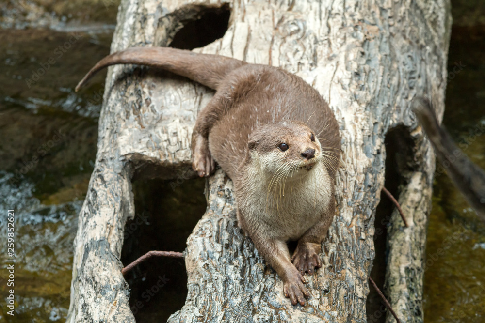 Close up of Asian smalled-clawed otter lying on log; Aonyx cinerea in the water Close up of Asian smalled-clawed otter lying on log; Aonyx cinerea in the water