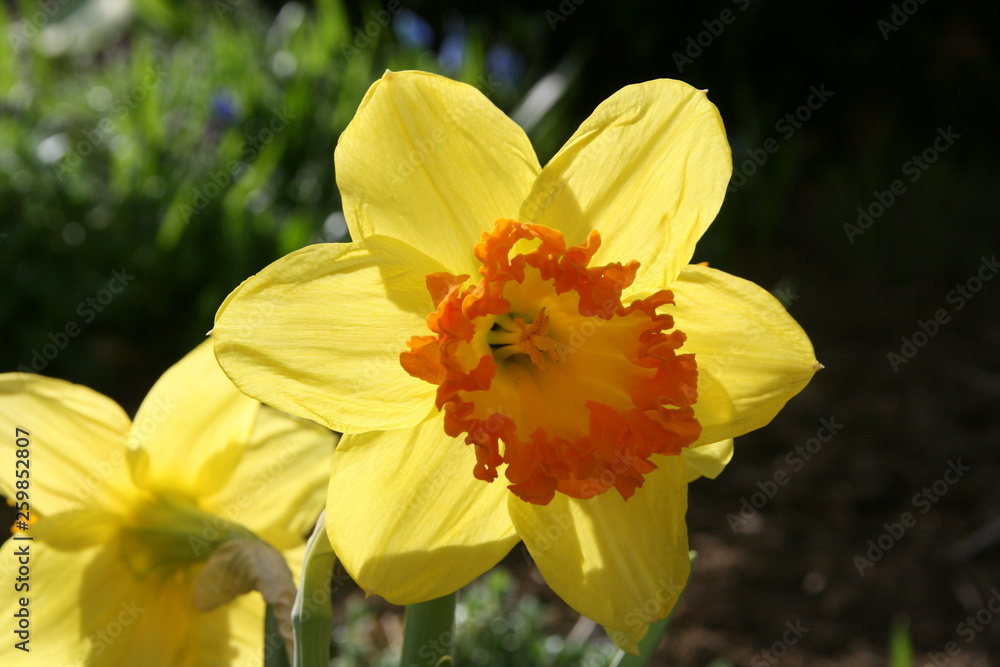 Blüten Blüten