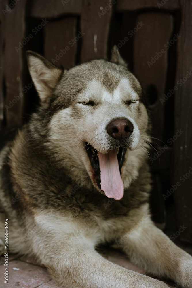 portrait of dog grey alaskan malamute,  the animal is yawning, wants to sleep
