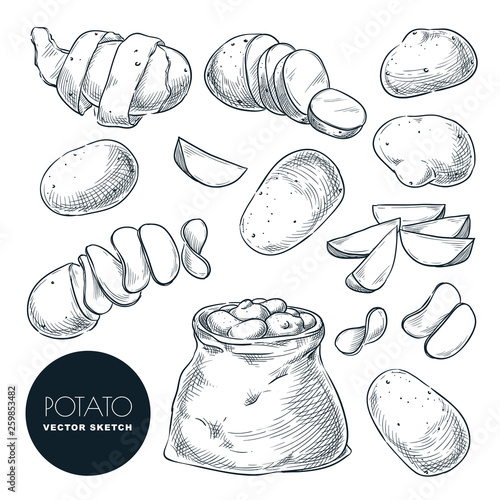 Potatoes sketch vector illustration. Potato harvest in sack. Hand drawn agriculture and farm design elements.