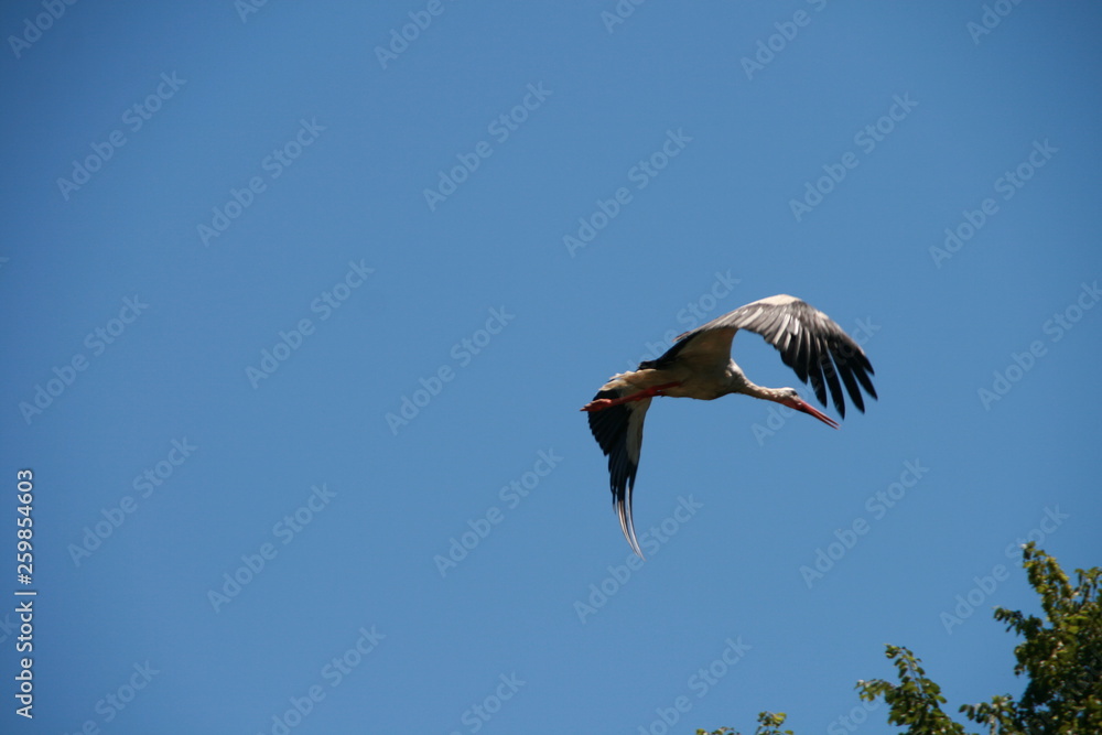 Obraz premium Fliegender Storch