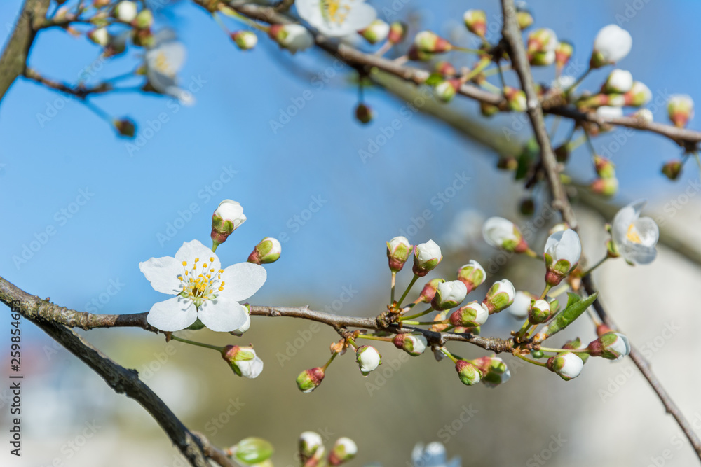 Nahaufnahme einer frischen Frühlingsblüte an einem Ast Nahaufnahme einer frischen Frühlingsblüte an einem Ast