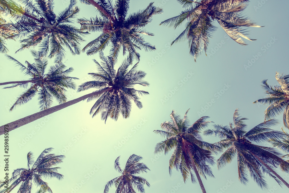 Palm trees against the blue sky. The picture below. tropical background and texture with retro toning Palm trees against the blue sky. The picture below. tropical background and texture with retro toning