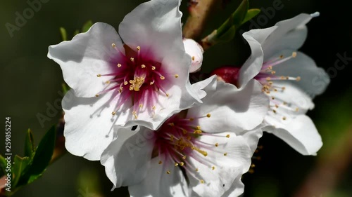 Sardinia Almond flower Almond Tree Close-up Video 4K