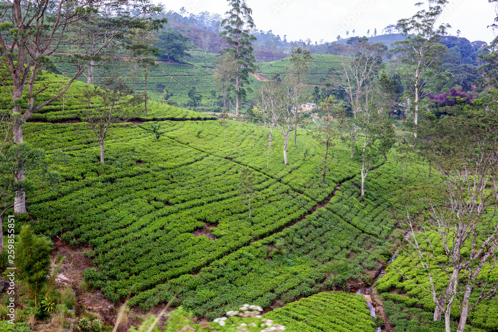 Tea plantation in up country near Nuwara Eliya, Sri Lanka. Beautiful landscape. Travel to Asia