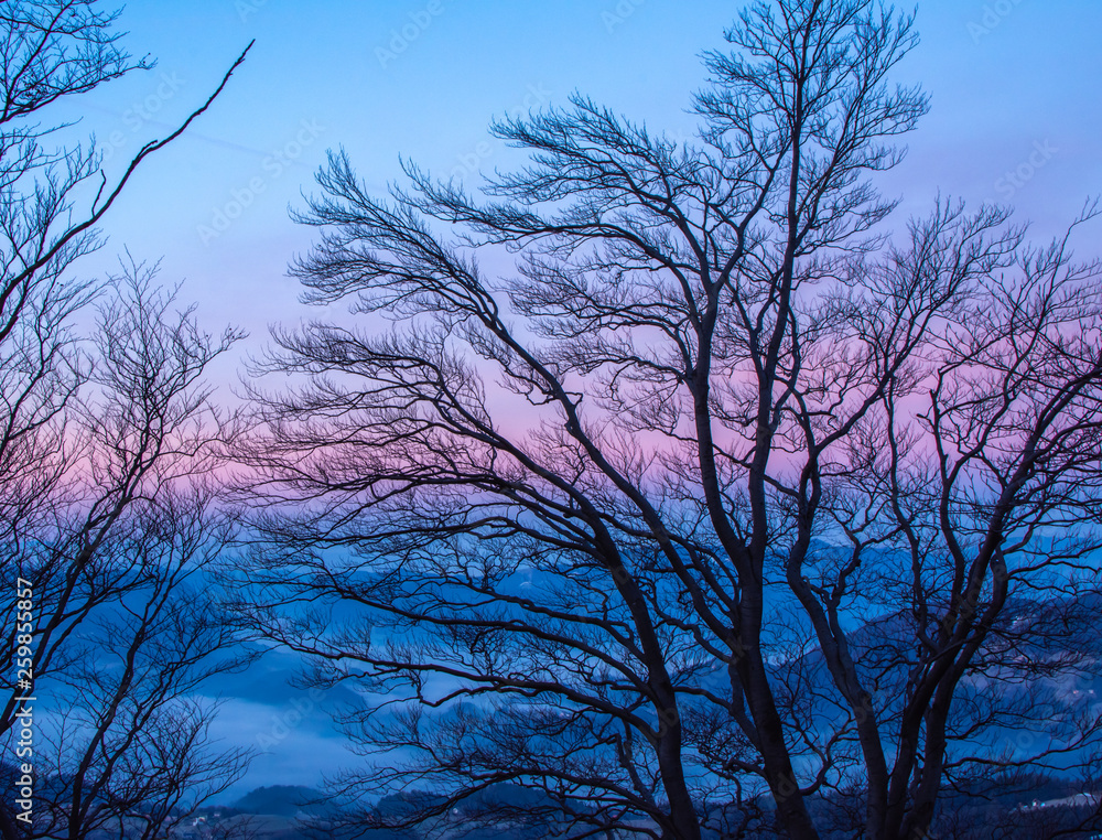 Beautiful branches of trees without leaves. In the background is beautiful colorful sky right before the sunrise. Beautiful branches of trees without leaves. In the background is beautiful colorful sky right before the sunrise.