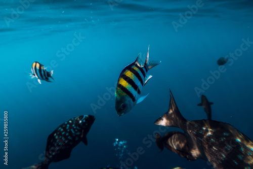 Fototapeta Naklejka Na Ścianę i Meble -  Underwater wild world with school of fish in blue ocean