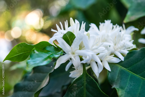 Coffee flowers blossom