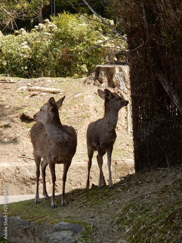 Fototapeta Naklejka Na Ścianę i Meble -  奈良公園　日本