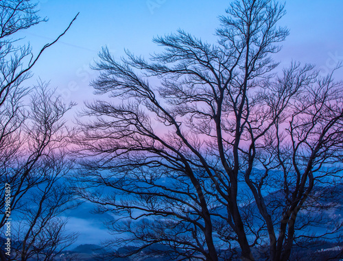 Beautiful branches of trees without leaves. In the background is beautiful colorful sky right before the sunrise. 