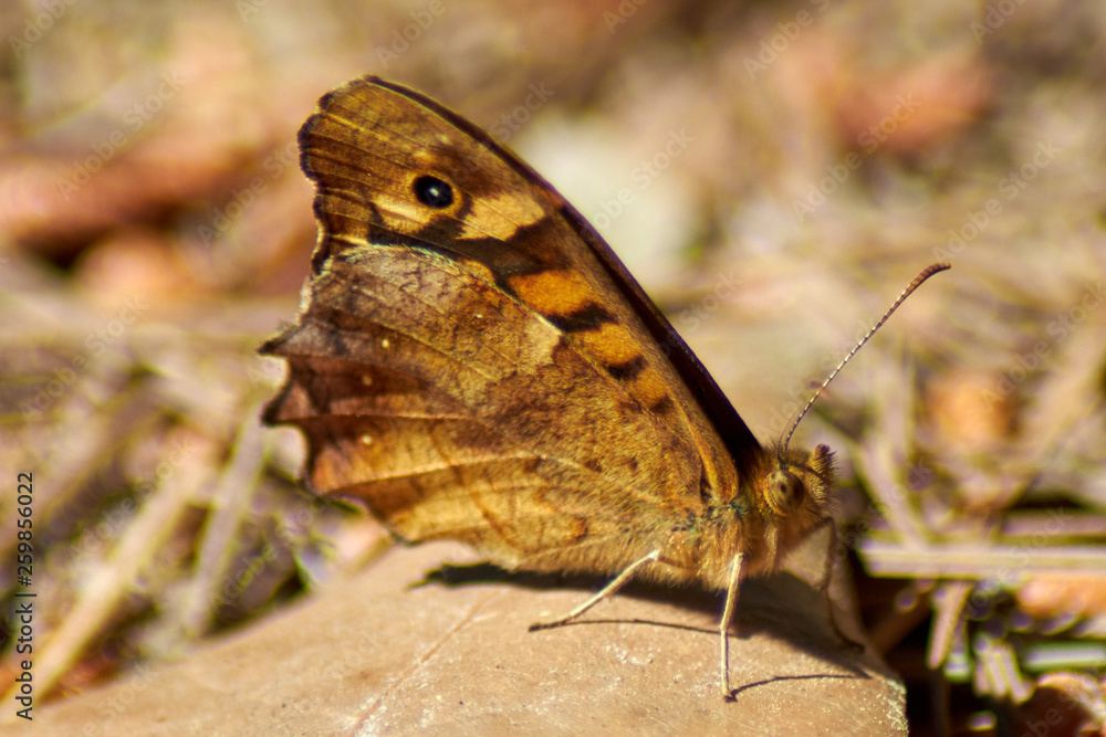 Fototapeta premium Butterfly pararge