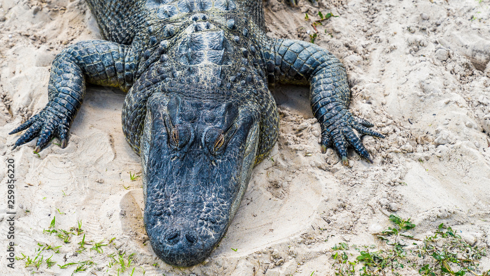 Close up of an alligator is a crocodilian in the genus Alligator of the family Alligatoridae, close up texture of alligator skin. Close up of an alligator is a crocodilian in the genus Alligator of the family Alligatoridae, close up texture of alligator skin.