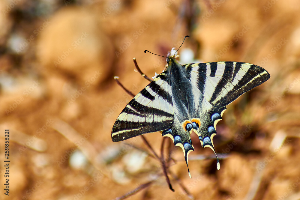 Obraz premium Iphiclides Podalirius Butterfly