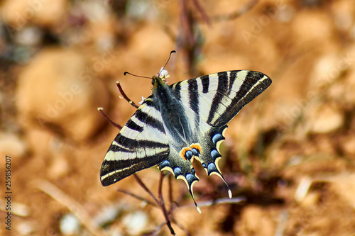 Iphiclides Podalirius Butterfly photo