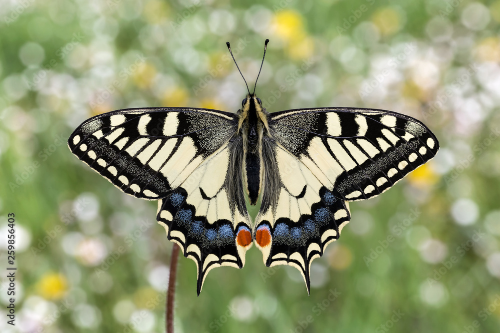 Spettacolare ritratto di farfalla Macaone (Papilio machaon) Spettacolare ritratto di farfalla Macaone (Papilio machaon)