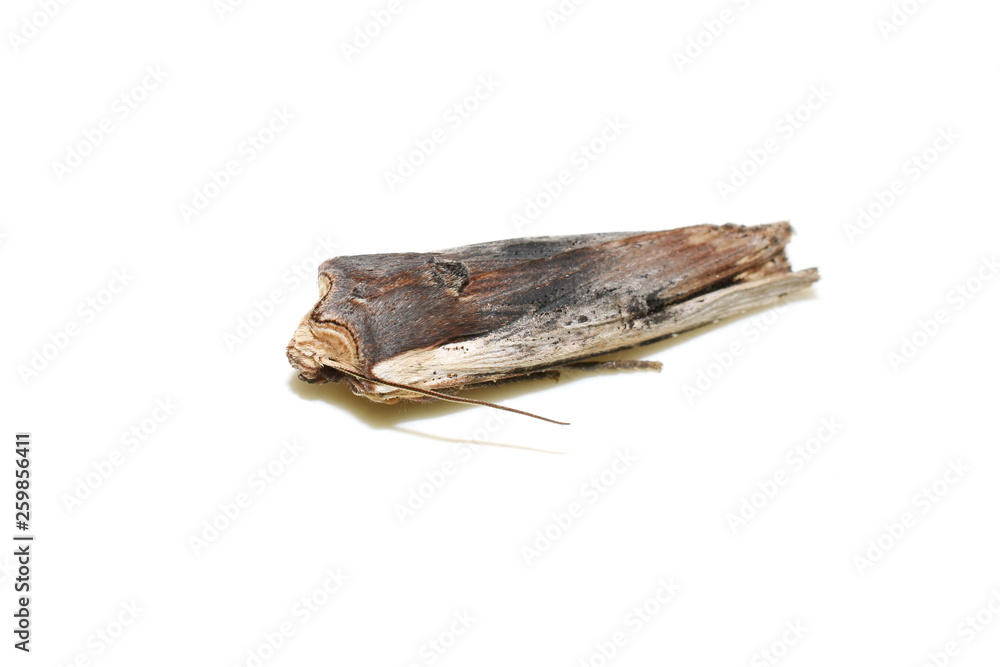Fototapeta premium The red sword-grass moth Xylena vetusta isolated on white background