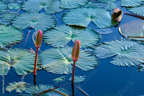 Blooming Lotus