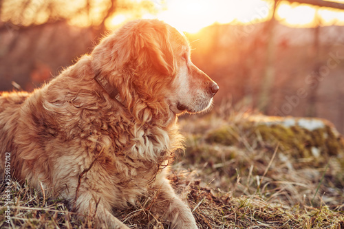 Lonely golden retriever lying in nature. © astrosystem