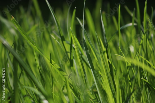 Close Up Of Fresh Grass  In The Early Morning