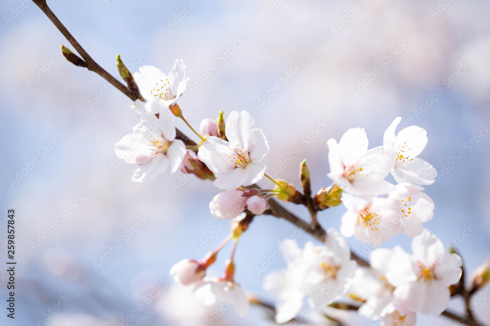 桜